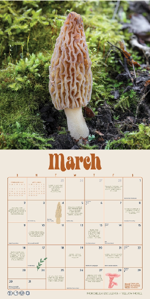 2025 Monthly Wall Calendar | Marvelous Mushrooms