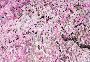 thank you notecard. cover is an elegant cherry blossom tree with white and pink flowers and drooping dark branches